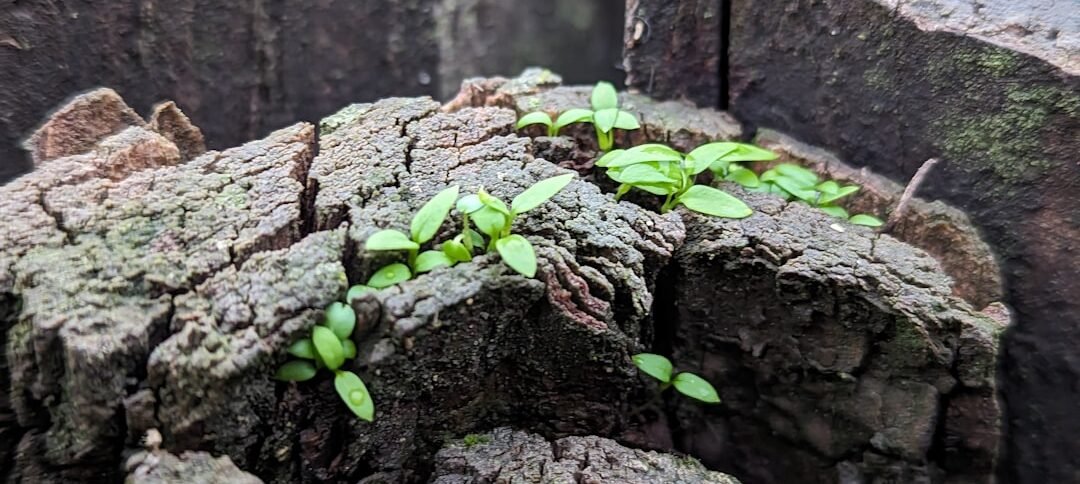 Photo Resilient mindset