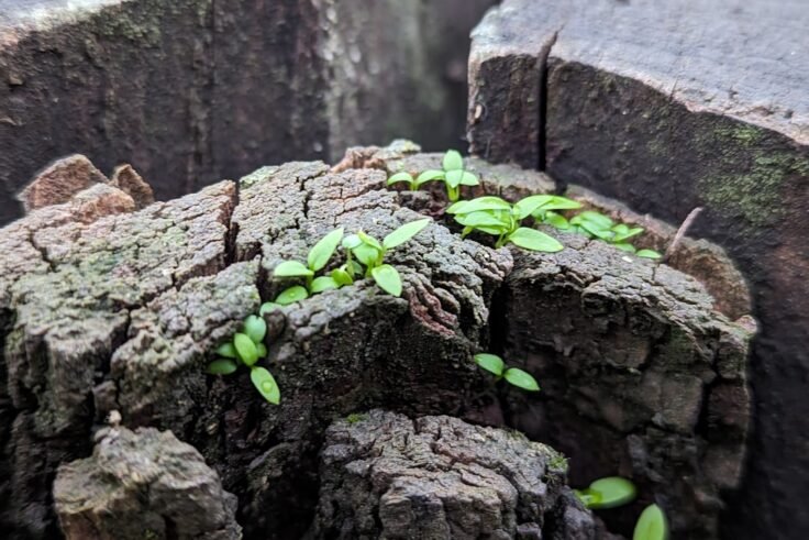 Photo Resilient mindset